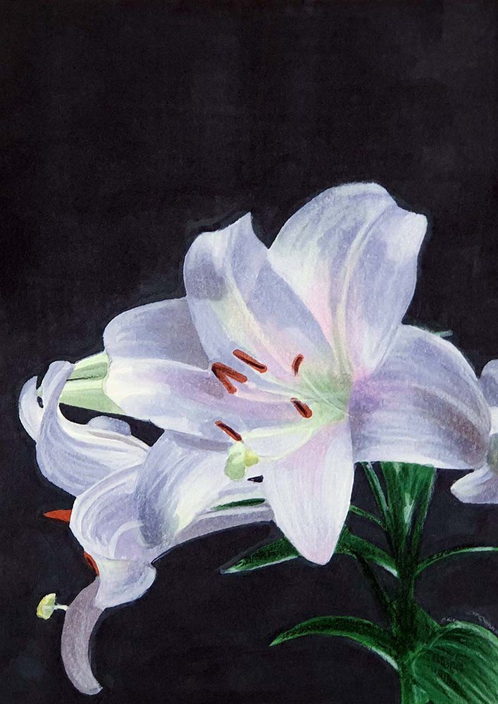 How To Draw A Lily Flower - Simple Yet Realistic Step-By-Step Guide